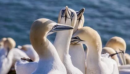 九游娱乐-法甲VAR语义处理模块提升判罚透明度和公平性的实践，意甲var使用规则