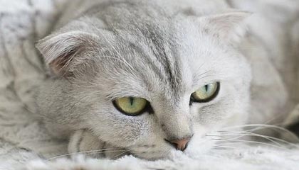 JIUYOU GAMING-世俱杯赛况：巴萨逆境奋战，淘汰欧洲强队，巴萨世俱杯球衣