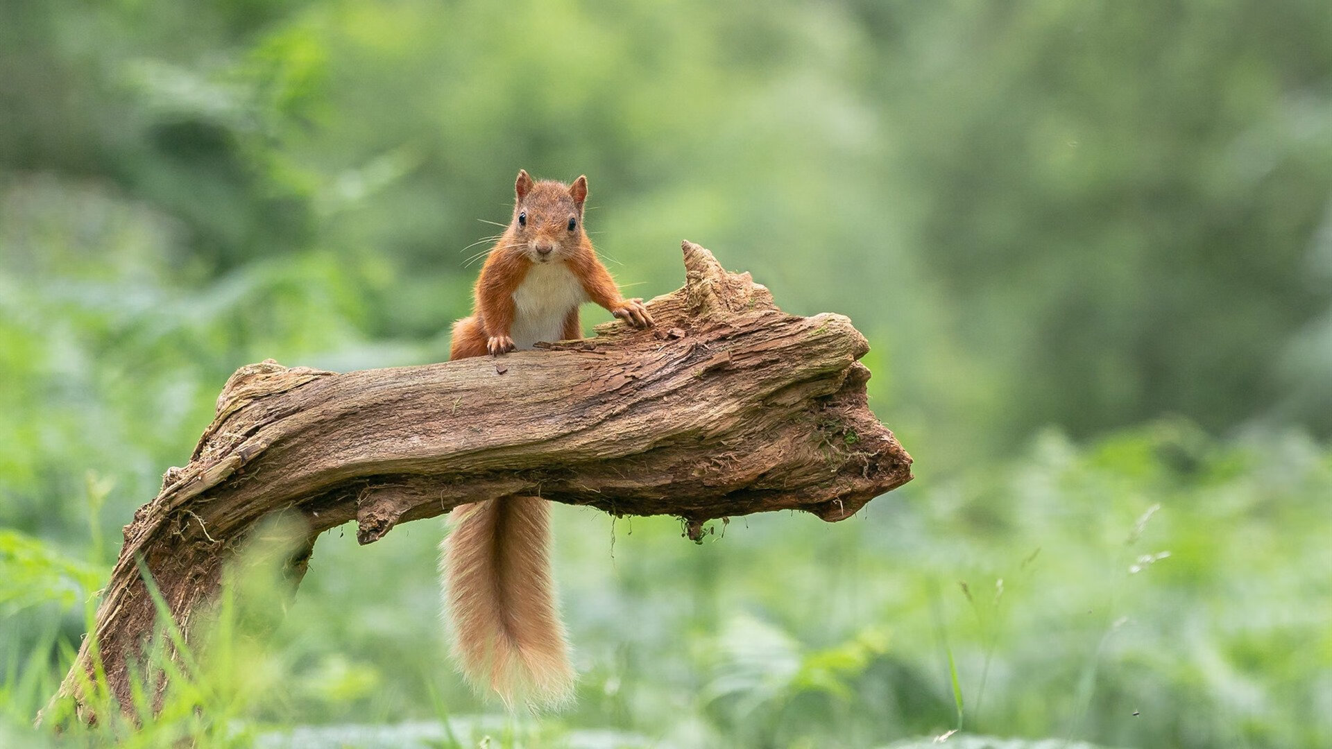 _多伦多结合赛:北美网球盛会吸引全球关注_,多伦多网球大师赛