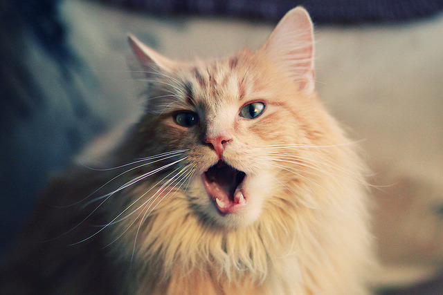 九游用户空间-《全球电竞IP授权：从游戏到周边的变现路径》，全球电竞之都是什么意思