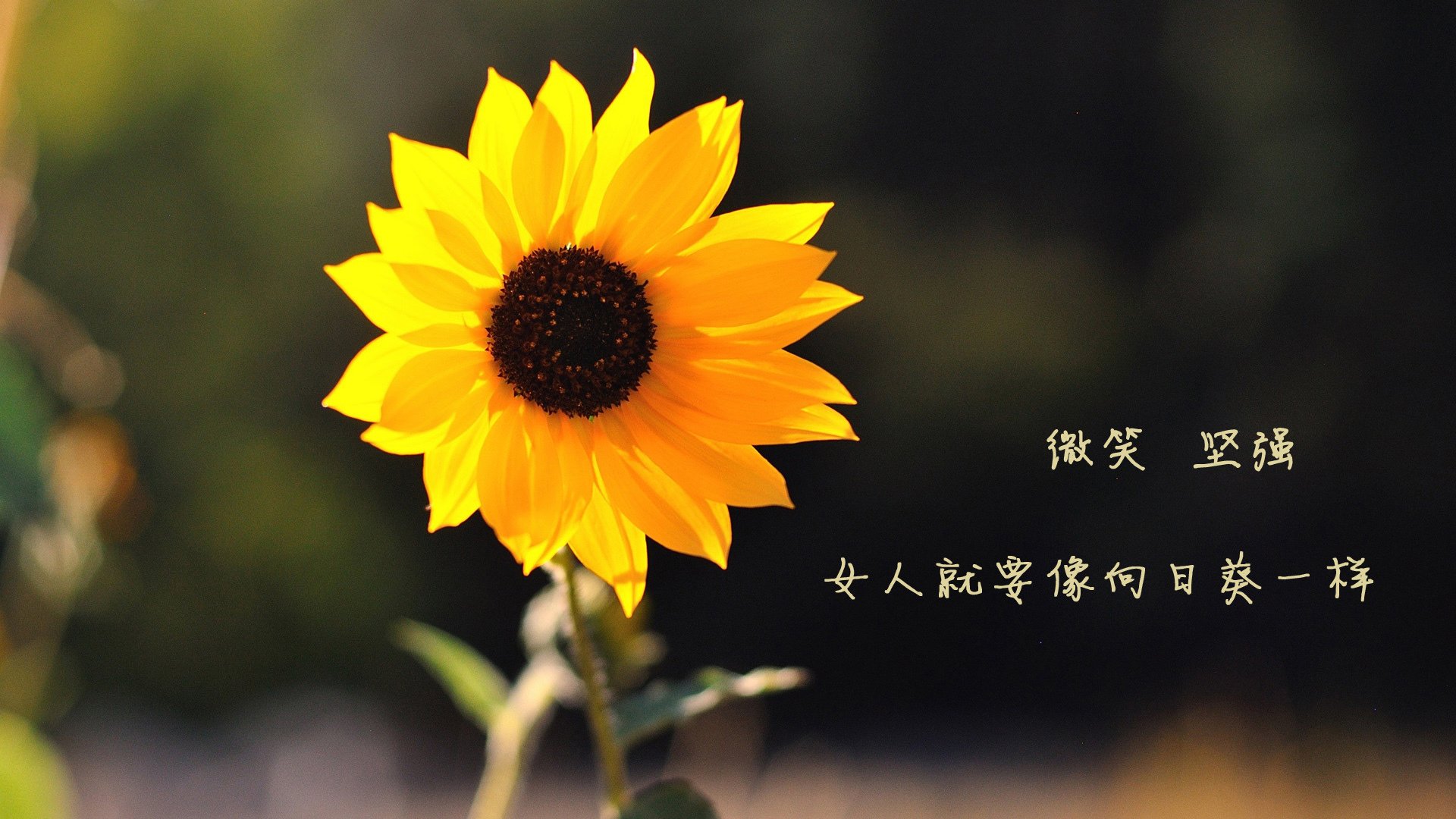 -【冠军赛事】奥沙利文：长时间比赛中的心态调节，奥沙利文比赛大全