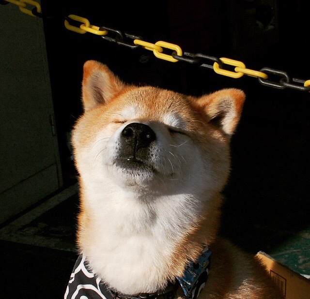 九游网页版入口-布鲁诺·卡博克洛成为NBA球迷关注焦点，布鲁诺卡波科洛体测数据