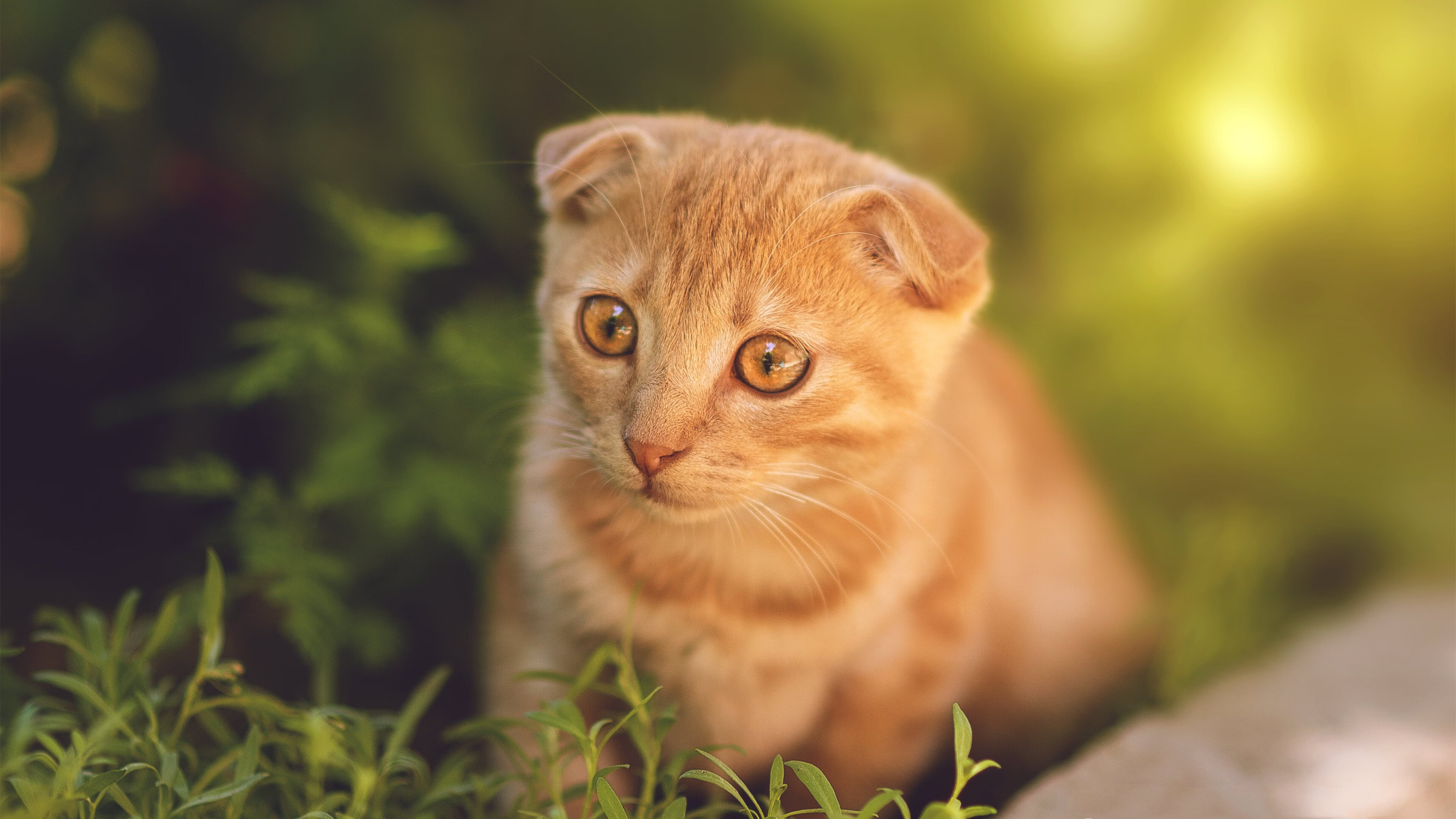 电竞直播技术:高清流畅与互动体验,电竞直播是什么干嘛的