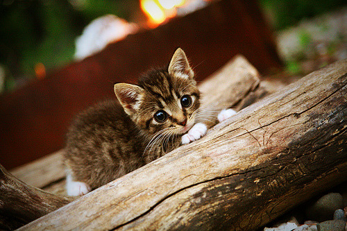 赛后分析:车手和团队的战术反思,赛车和车手