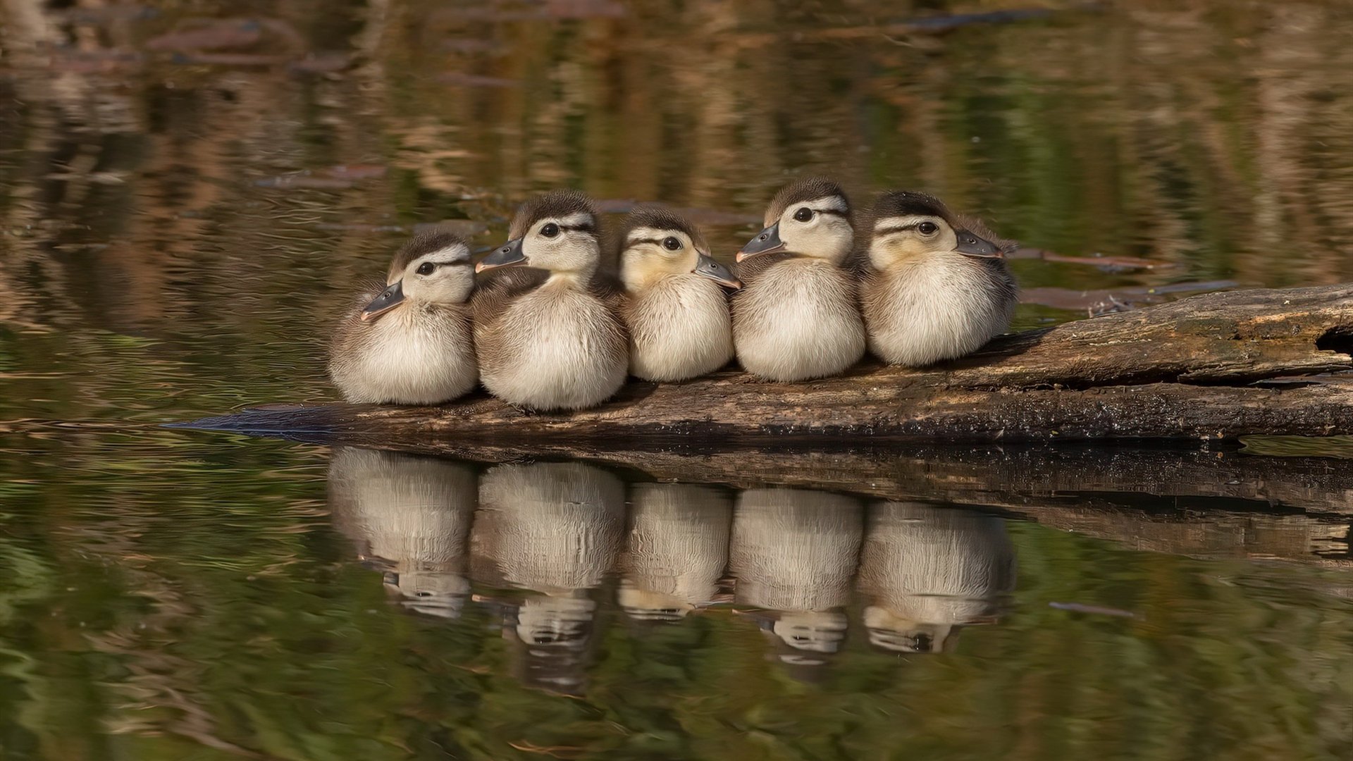 中小球队是否应重建主场文化吸引力，中小球队是否应重建主场文化吸引力呢