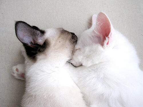 九游9游-中超青年联赛收官，山东泰山U21夺冠，2021年中超联赛山东泰山队赛程表