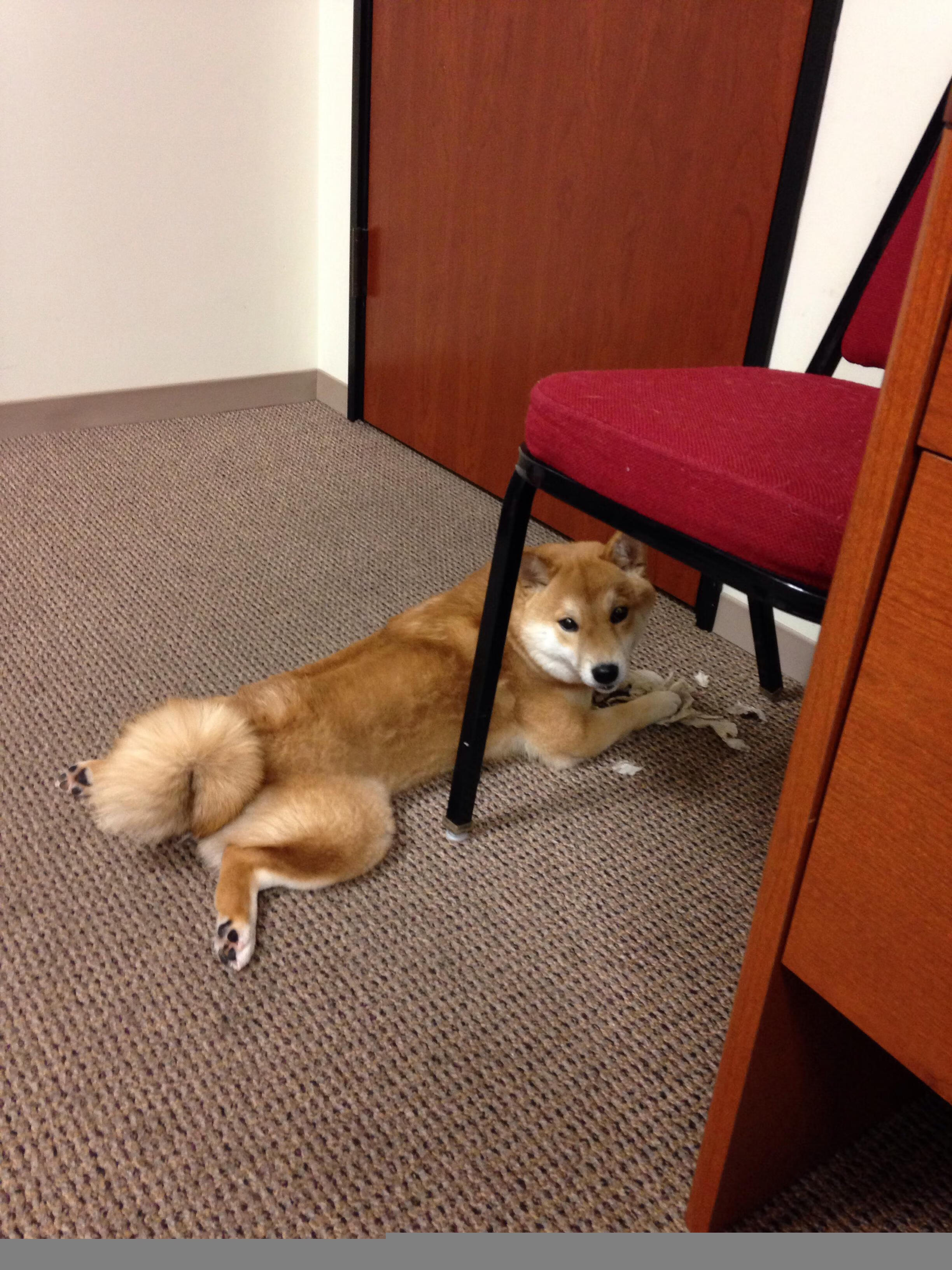 巴西男足在预选赛中表现不佳,未能晋级巴黎,巴西男足世界杯预选赛名单