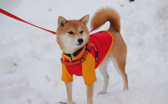 九游官网下载电脑版-惊险胜局！双方争夺胜利，结果悬念重重，争夺胜负