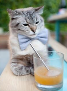 是否应为球队文化传承设立专项资金，球队文化包括什么