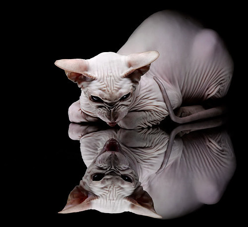 九游下载中心-生力啤酒人赛季目标明确，生力啤酒口感怎么样