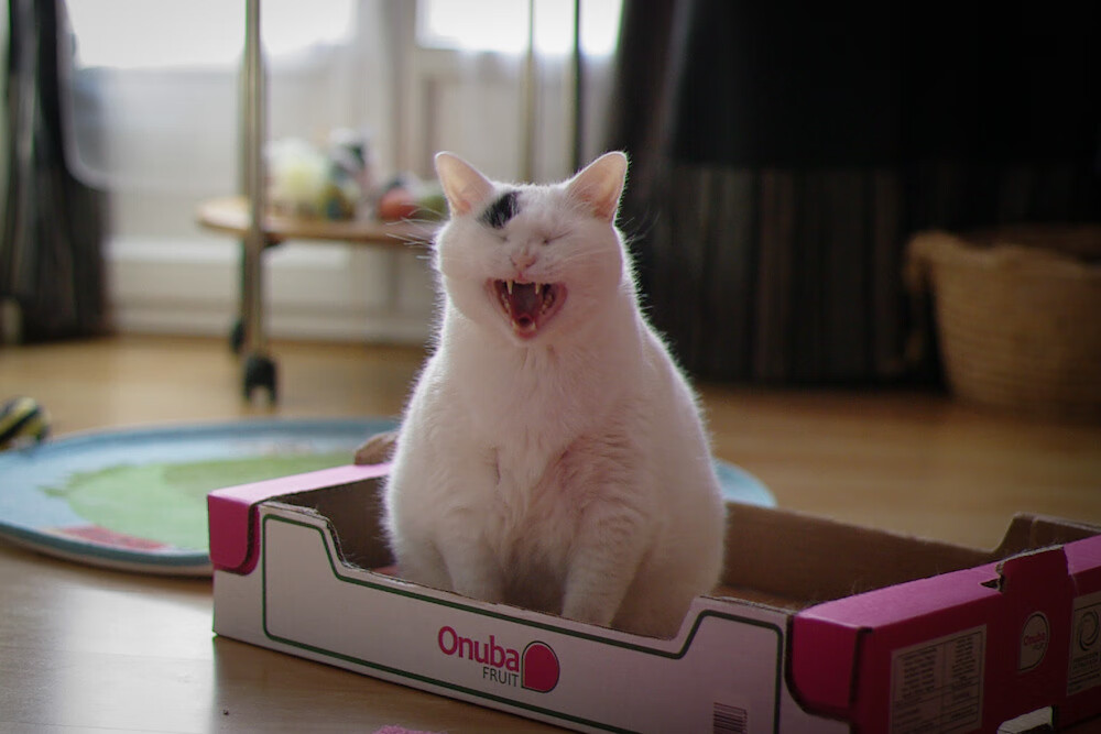 边锋表现夺目，带领球队取得连胜，边锋表现夺目,带领球队取得连胜的成绩