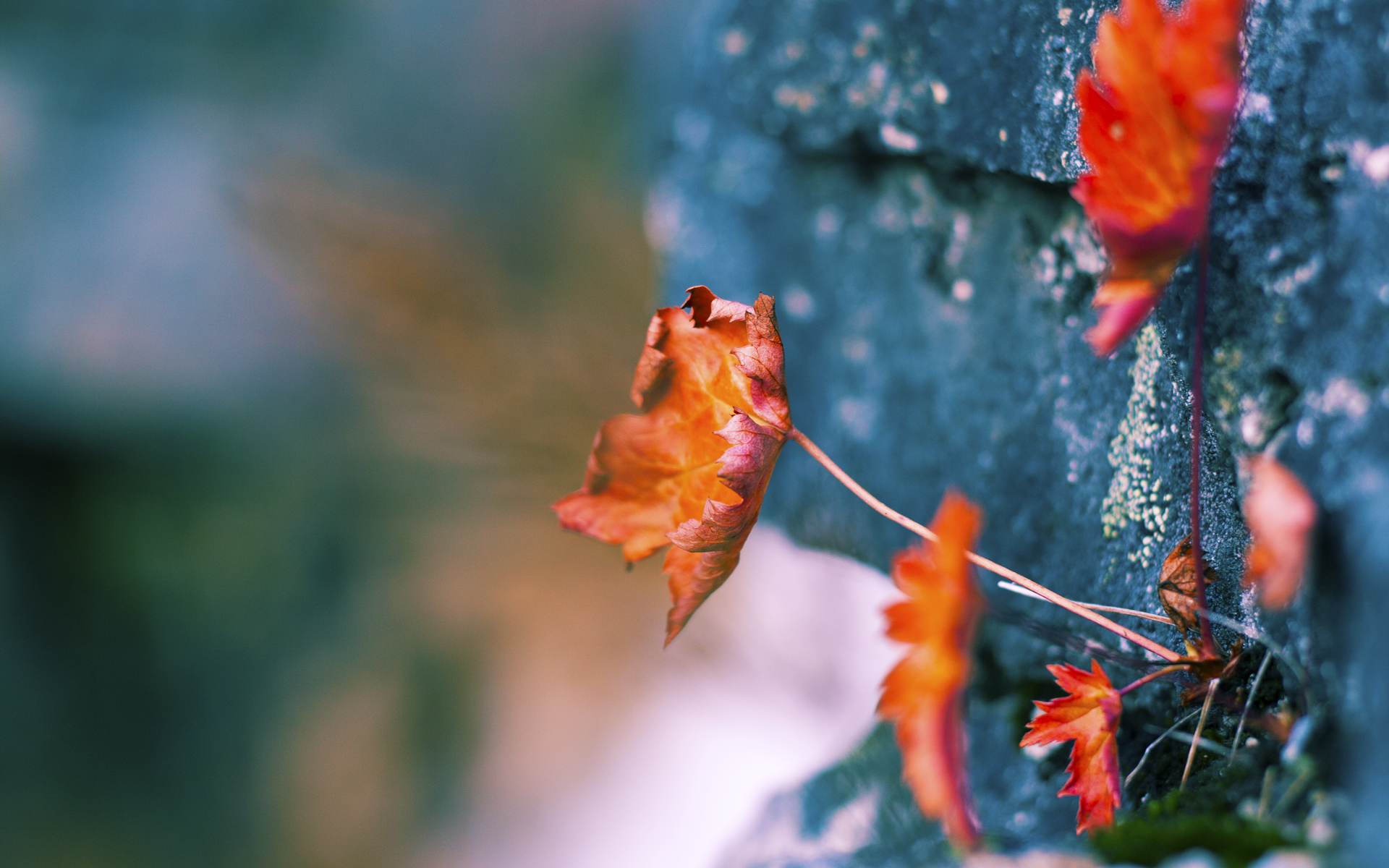 NBA球队战术创新案例,nba篮球战术