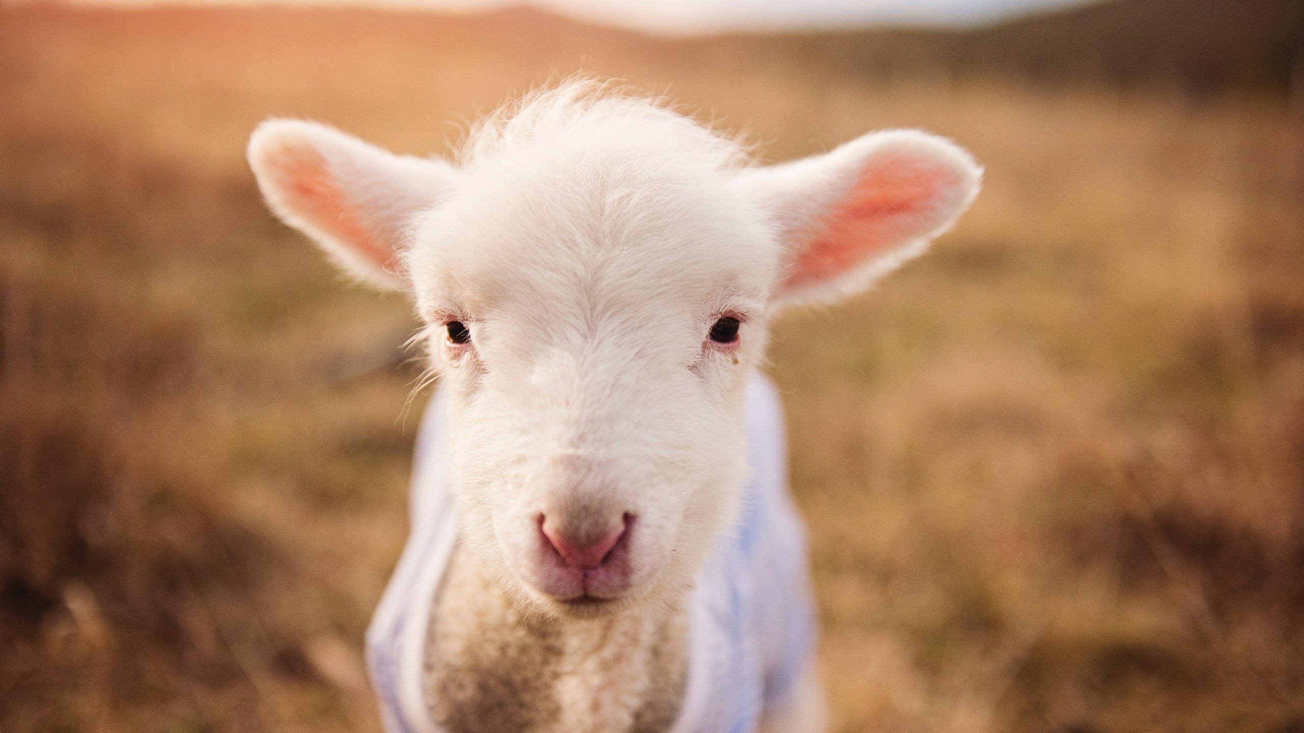 运动营养服务市场规范化管理机制建议，运动营养学服务领域