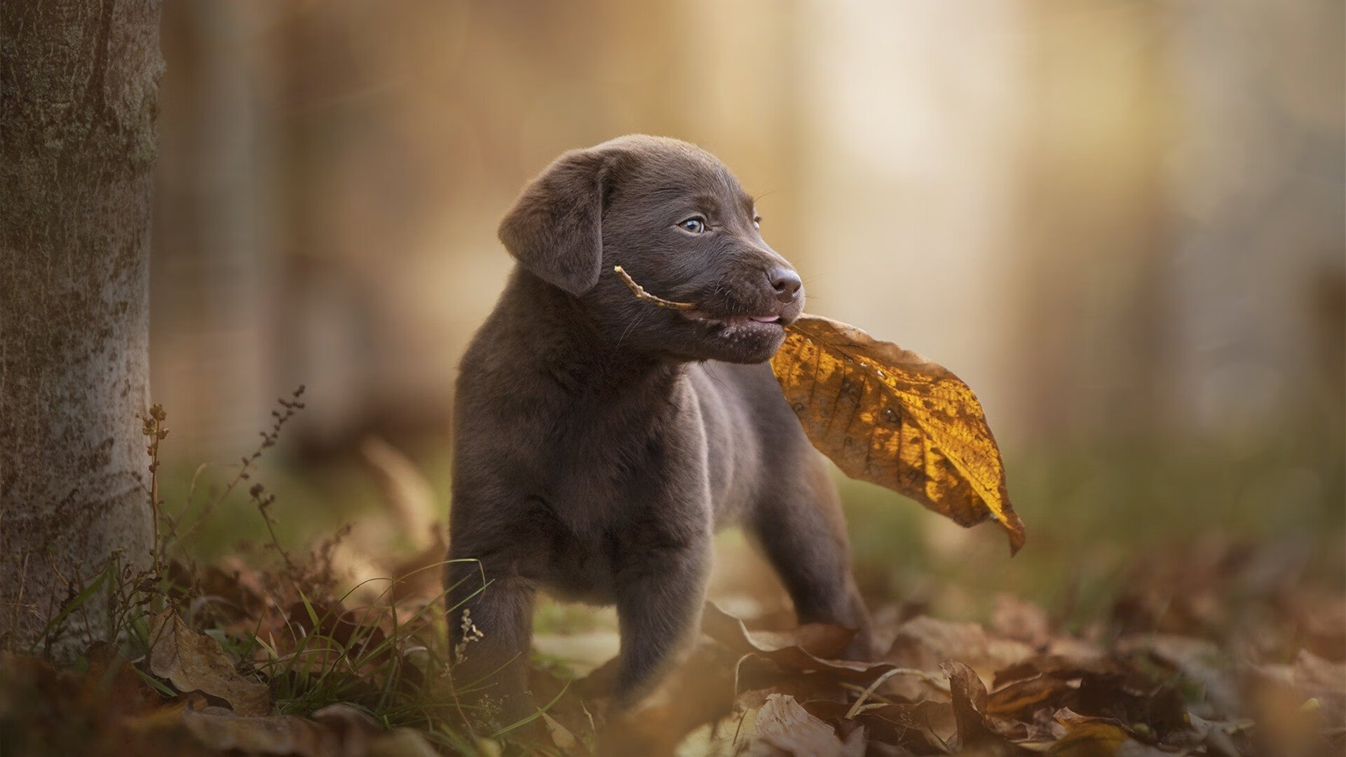 九游网-国际乒联混合团体世界杯：德国队未来发展的战略布局，德国乒乓联赛