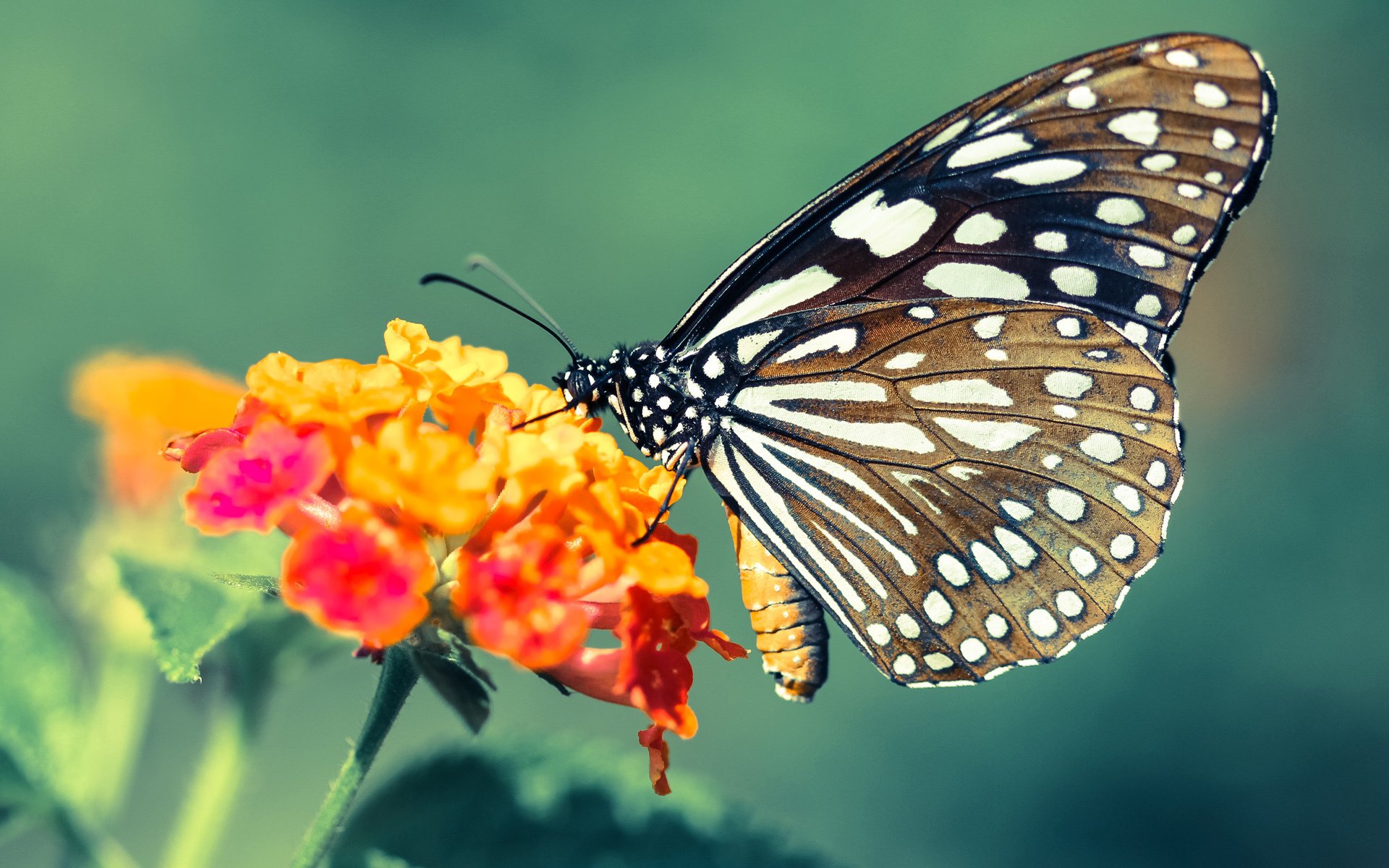 斯洛伐克女篮在欧洲锦标赛中奋力拼搏,冲击奖牌,斯洛伐克晋级欧洲杯之路