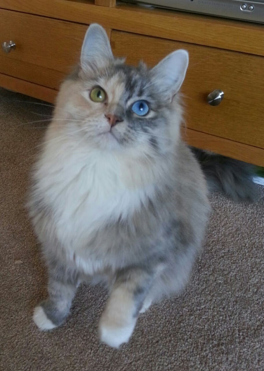 苏炳添出席田径科技展推介新装备,苏炳添比赛