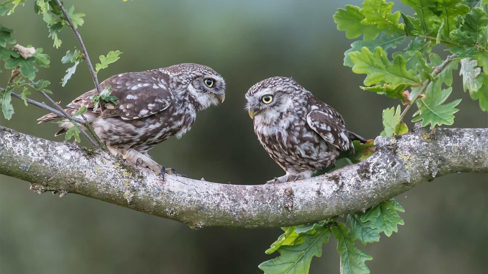 九游娱乐-蛙泳比拼摩纳哥刷新个人纪录，摩西蛙泳教学